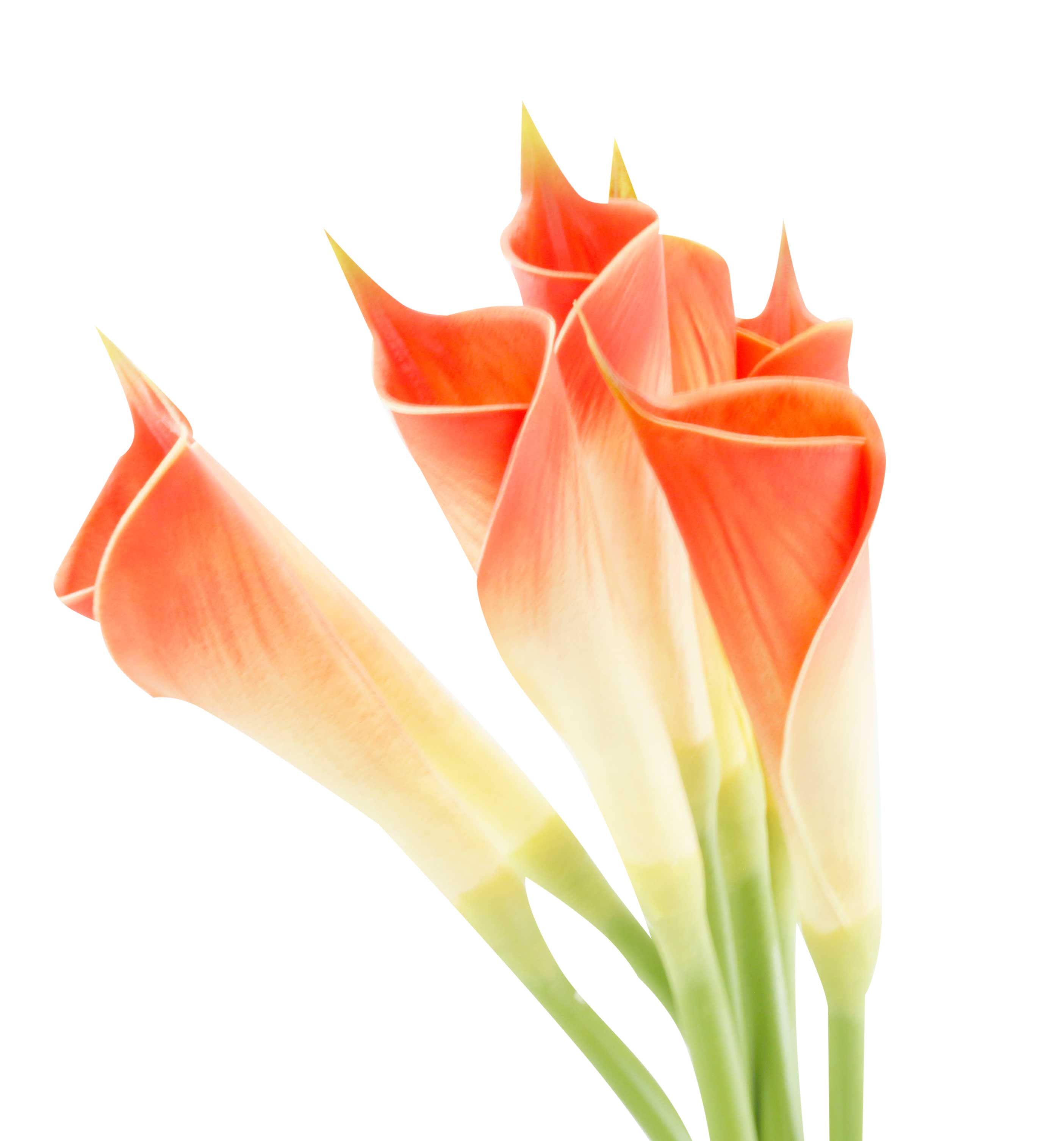 Angel Isabella - Wholesale Artificial Flowers - 24"Long Premium Lifelike Real Touch Artificial Calla lily0