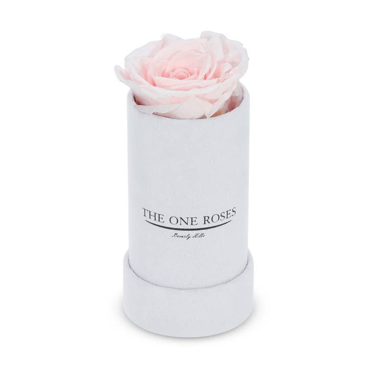 Suede singolo | The One White Box per la vendita all'ingrosso da parte di The One Roses