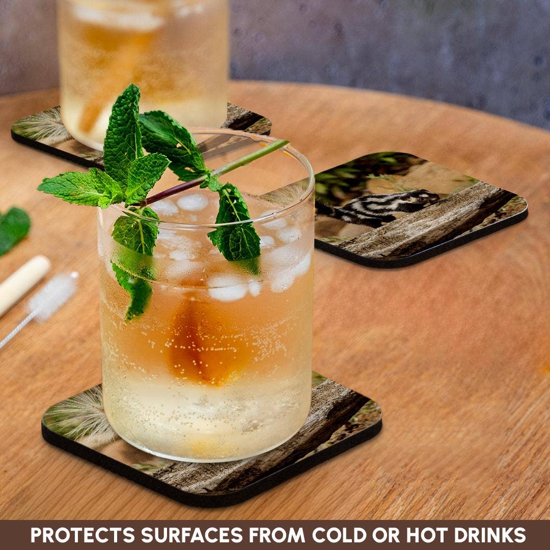 3dRose - Wholesale Coasters - 3dRose, Pine County. Captive spotted skunk. , Coaster9