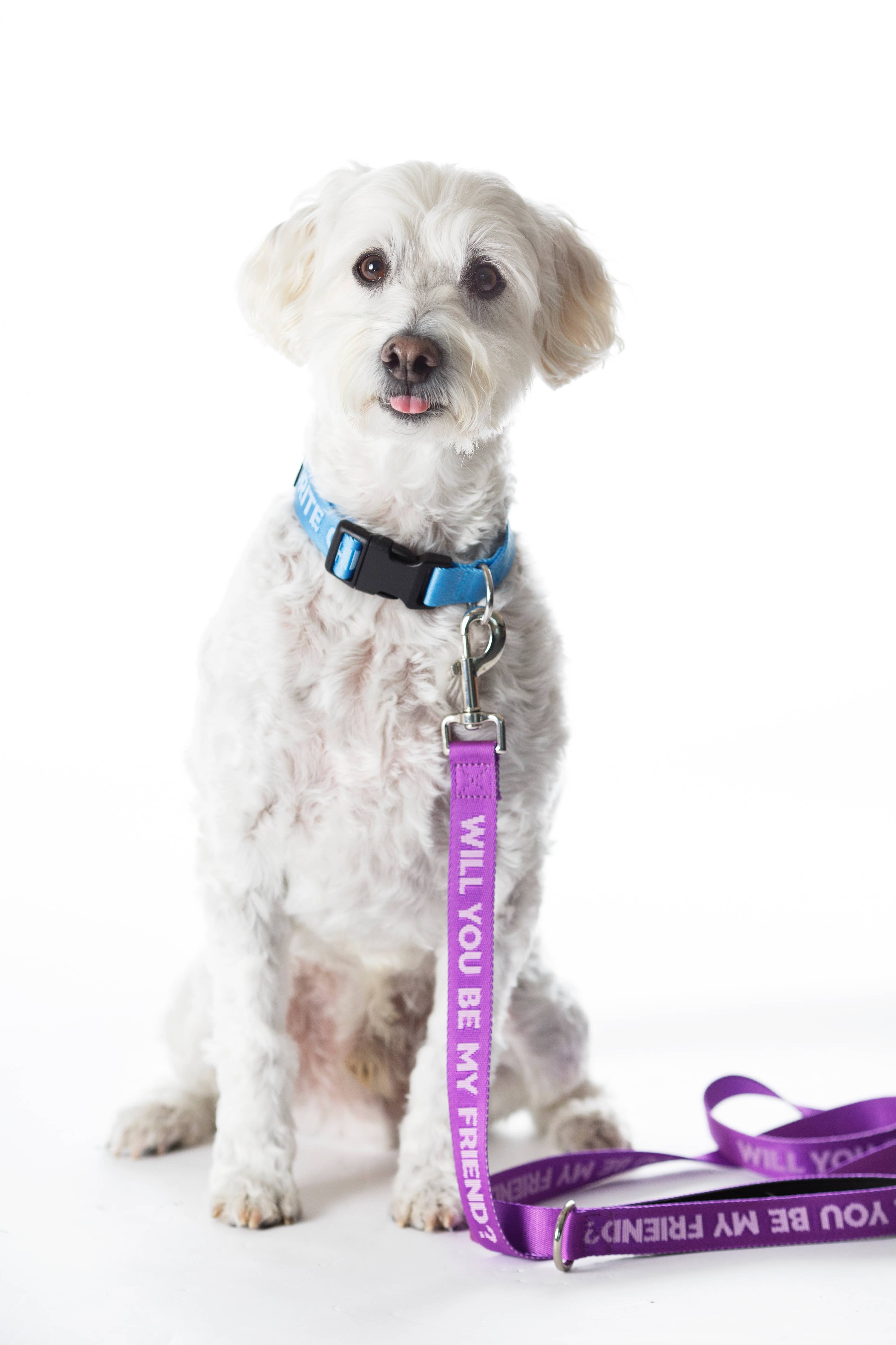 Pretty Alright Goods - Wholesale Pet Leash - Dog - Be My Friend - Dog Leash3