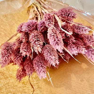 Chaton Et Monsieur Ours - Wholesale Dried/Pressed Flowers - dried PHALARIS