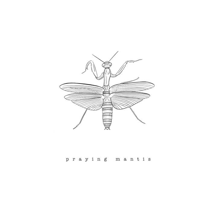 Bönsyrsa Print för wholesale av Brevity Art