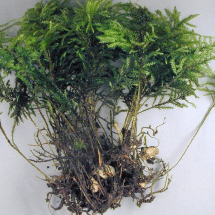 Moss wholesale - Wholesale Retailer Display - Home & Living - Tree moss, terrarium moss, Thamnobryum alopecurum0