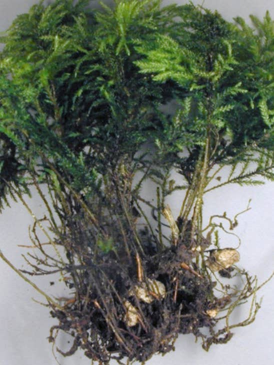 Træmos, terrariummos, Thamnobryum alopecurum for engroshandel hos Moss wholesale