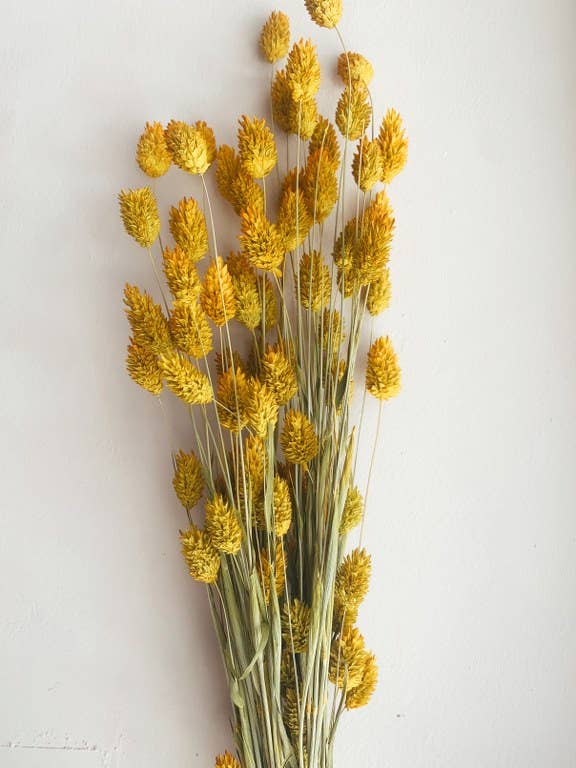 Uma Cantik - Wholesale Dried/Pressed Flowers - Phalaris Yellow Dried Flowers3