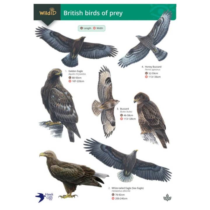 Bird of Prey Spotter Chart for wholesale by Green Feathers
