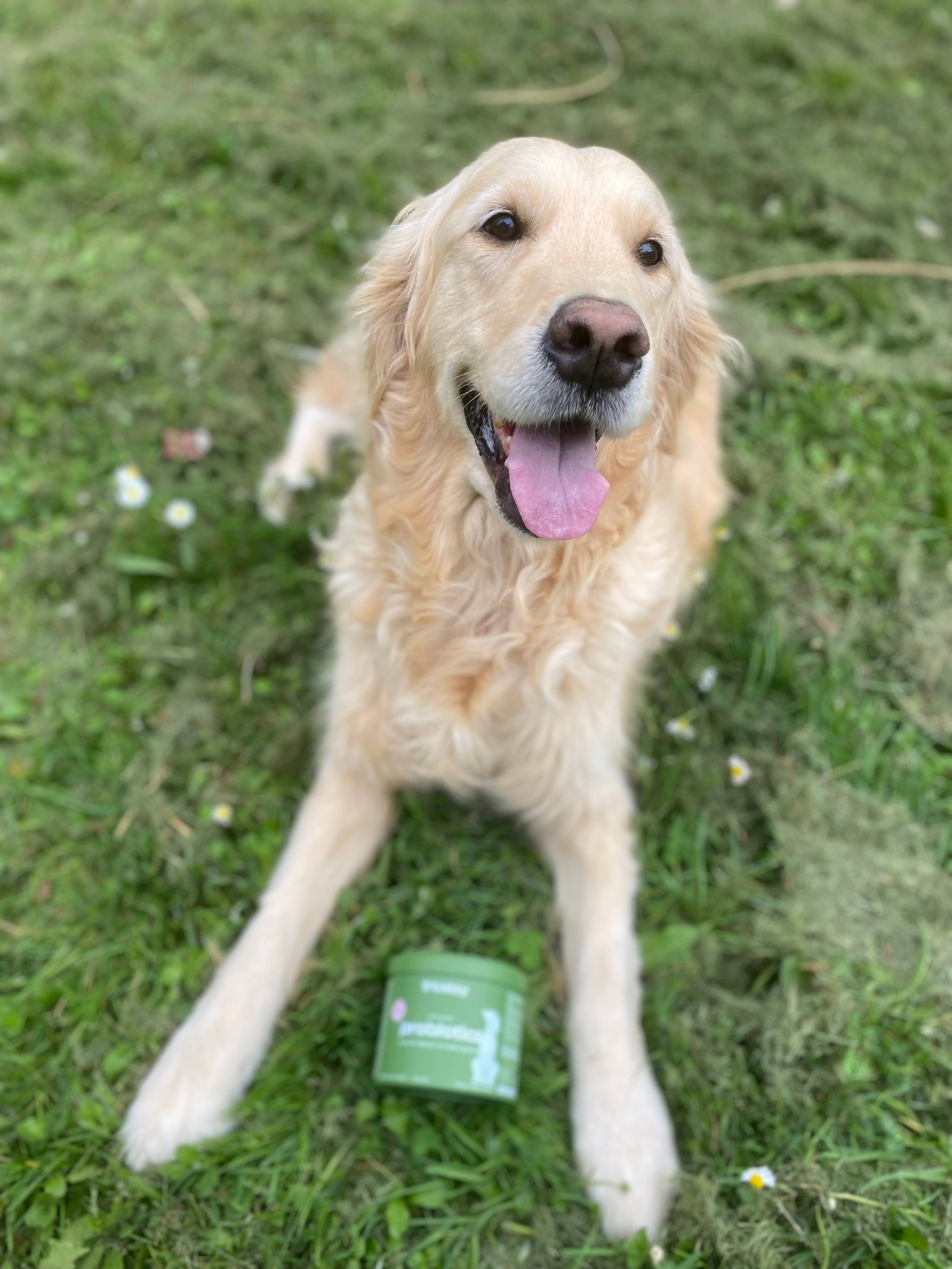 Treatsy - Wholesale Pet Supplement - Dog - Dog Probiotics Supplement | Vet recommended | Chicken13