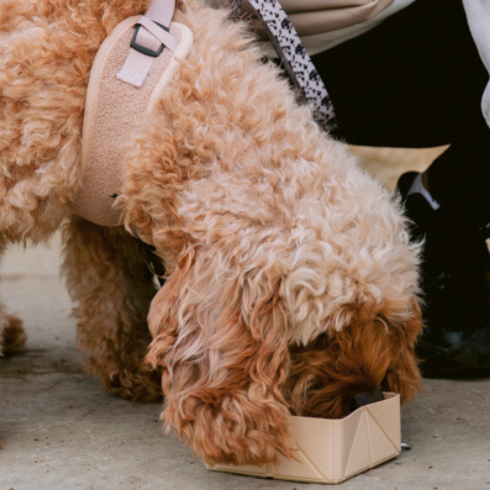 Cocopup London - Vente Gamelle – chat et chien - Gamelle de voyage pliable - Nude5