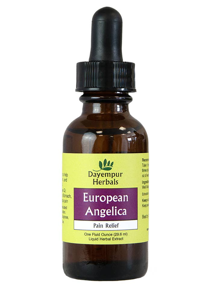 Angelica for wholesale by Dayempur Herbals