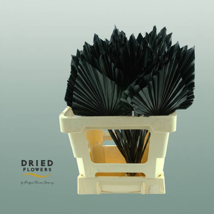 Dried Palm Spear Small Black for wholesale by All Occasions Wholesale