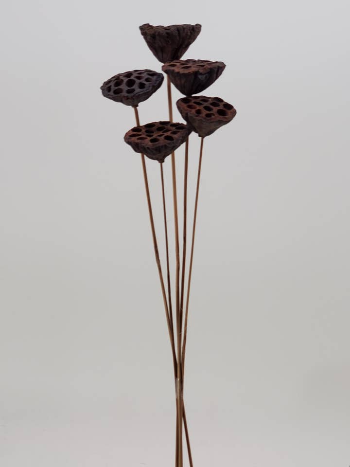 Lotus Pods (Medium) for wholesale by THE ACCESSORY COLLECTION