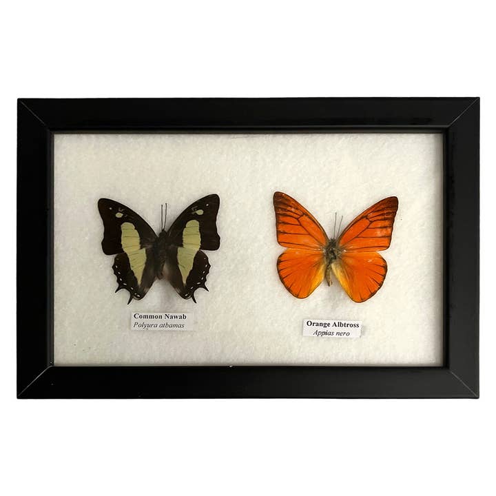 VIE - Wholesale Wall Accent - Butterfly Mounted Under Glass, Assorted9