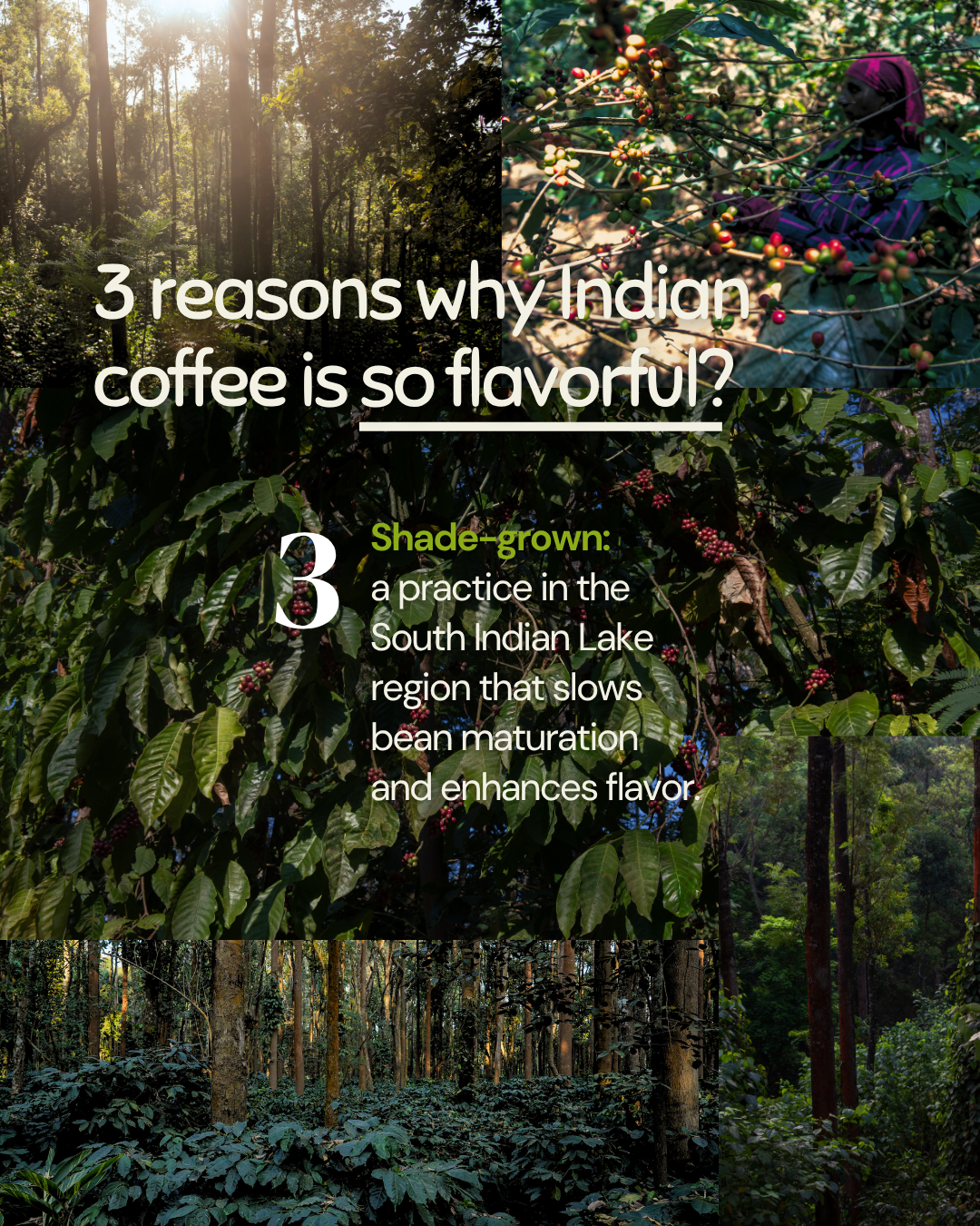 Yeri Coffee - Wholesale Coffee Beans - Chicory Chic: Traditional Indian/NOLA Blend - Bold, Velvety7