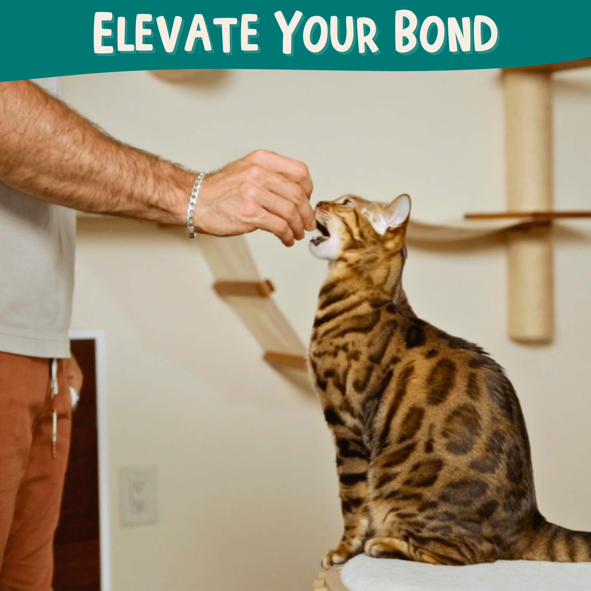 Outdoor Bengal - Wholesale Pet Toy - Cat - Clicker Training Starter Kit2