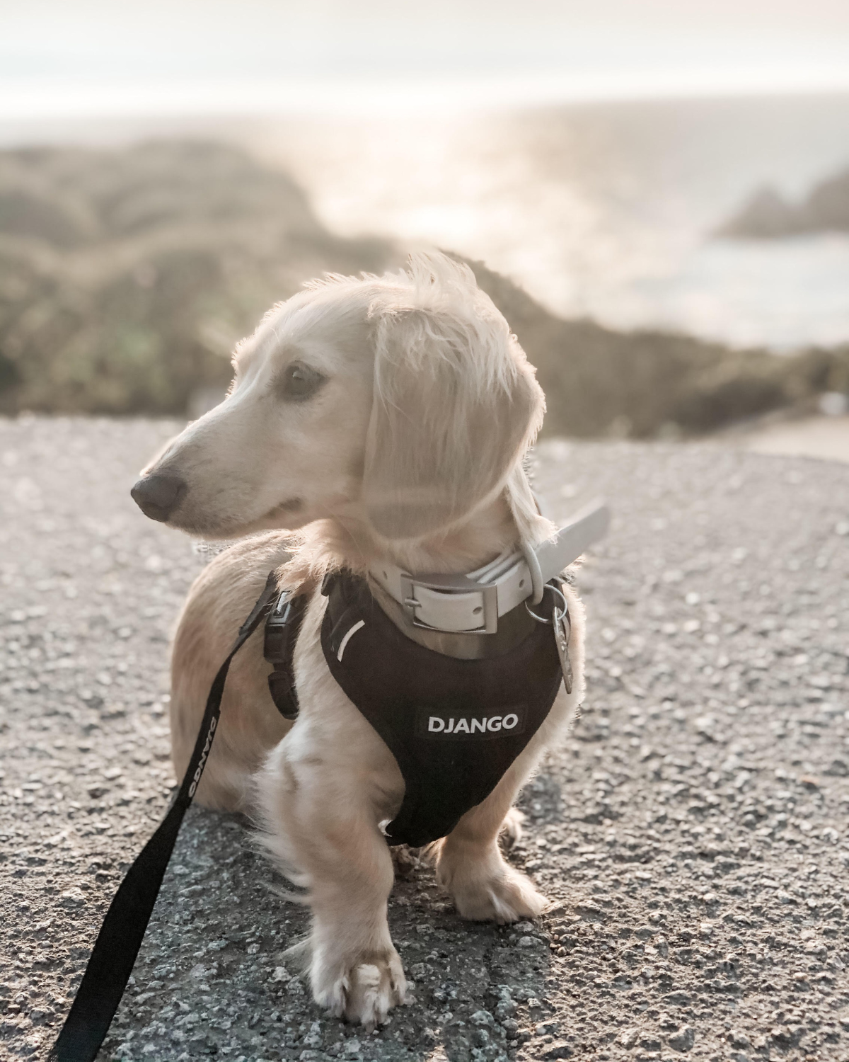 DJANGO - Wholesale Pet Harness - Dog - Adventure Dog Harness - Black5