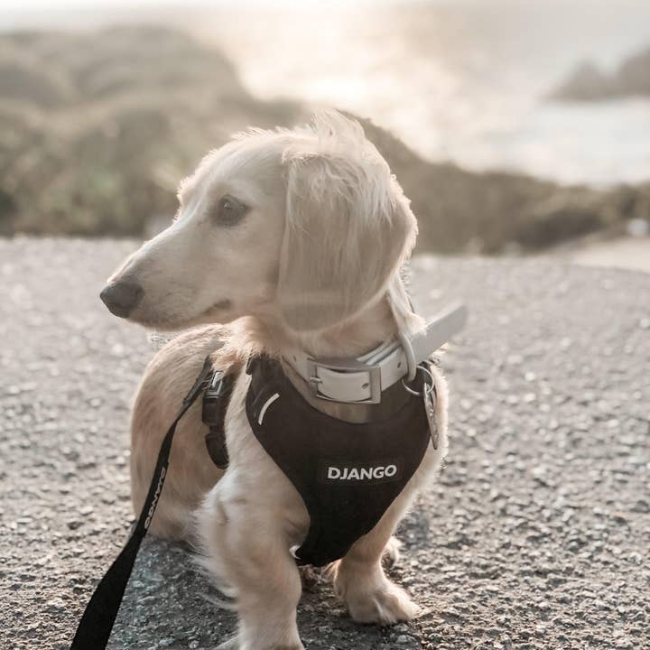 DJANGO - Wholesale Pet Harness - Dog - Adventure Dog Harness - Black5