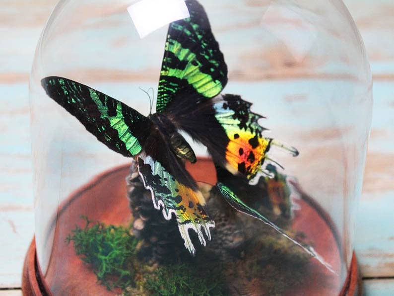 Newman Art Designs - Vente Décorations de table - Duo de papillons au coucher du soleil dans un dôme2