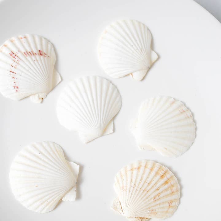 Tonkin Handicraft - Wholesale Decorative tabletop object - Natural White Cockle Shells3