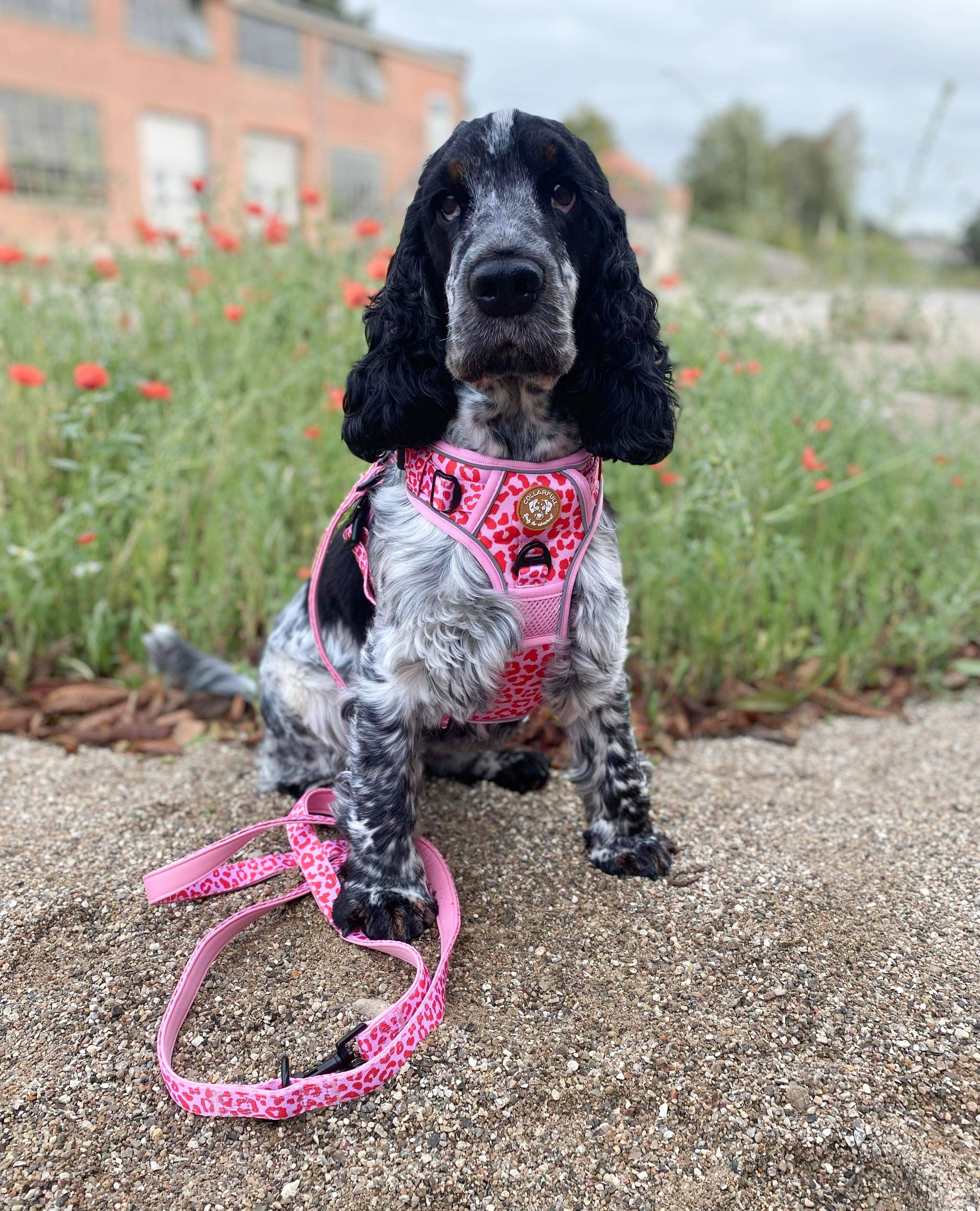 Collarfull – wholesale Pet collar – Dog – Adjustable Dog Leash - Pink Panther1