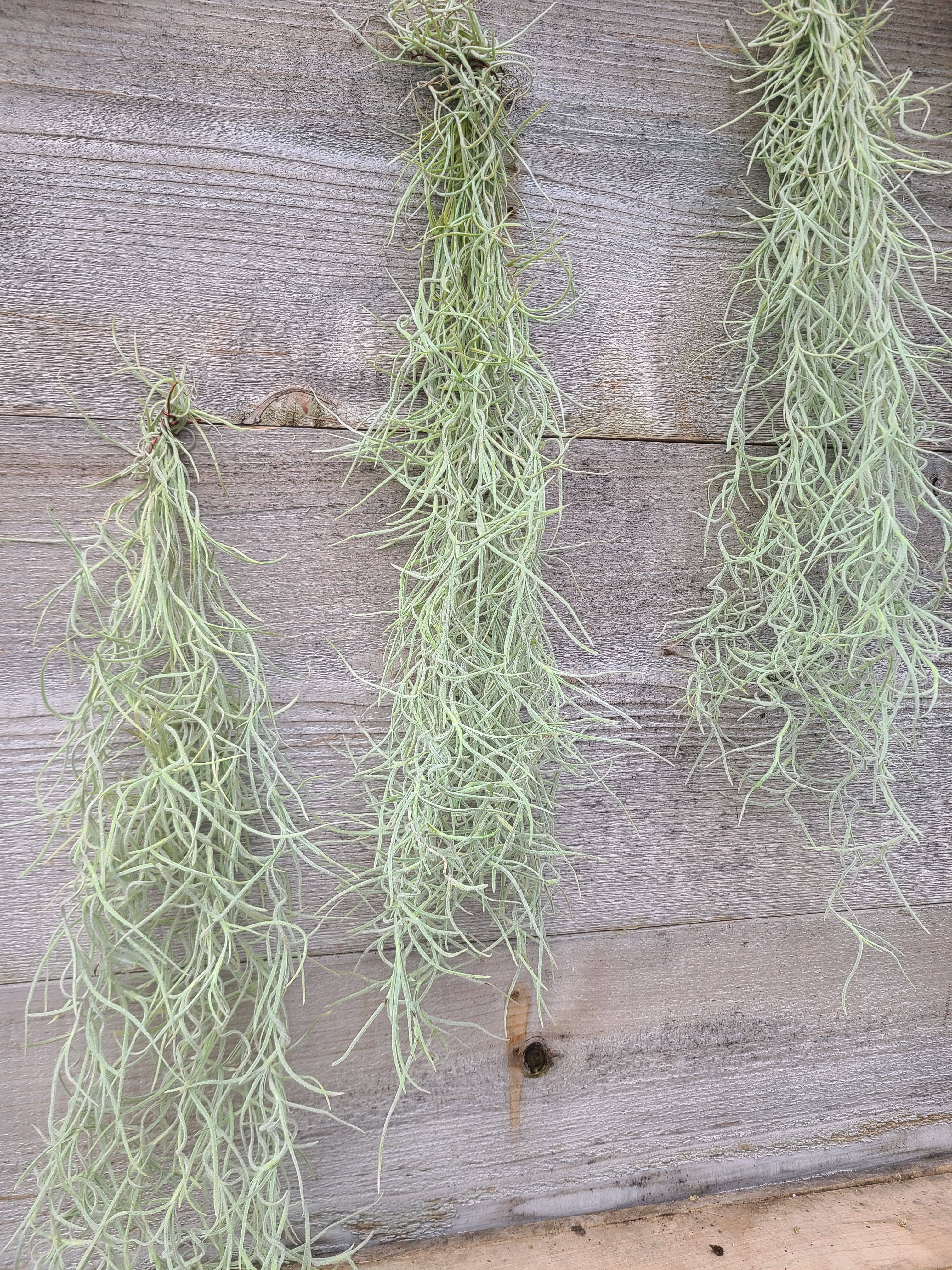Buzz + Thrive Gardens - Wholesale Live Plant - Tillandsia Usenoides 0
