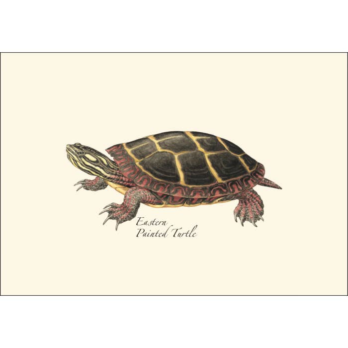 Earth Sky + Water - Wholesale Stationery/Notecard Set - Freshwater Turtle Assortment