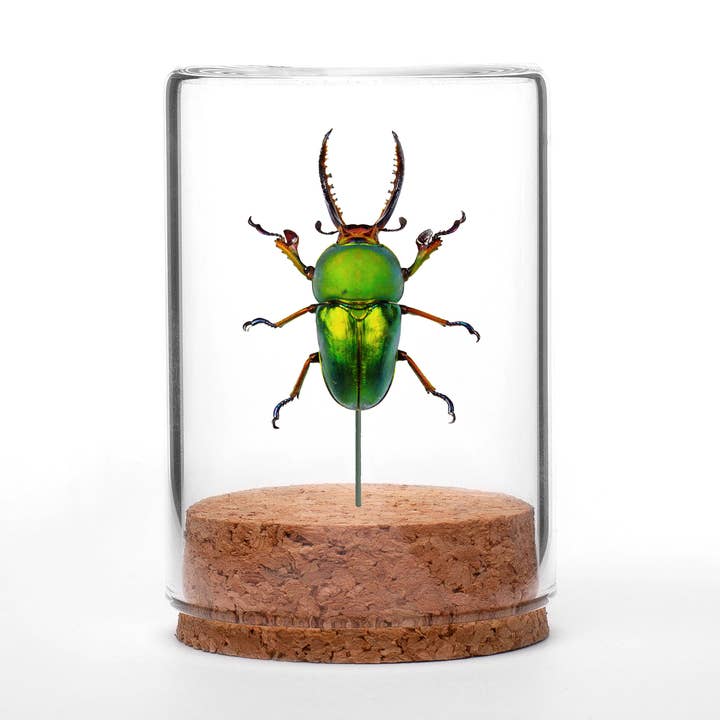 Sawtooth Stag Beetle Globe for wholesale by Green Beetle Shop