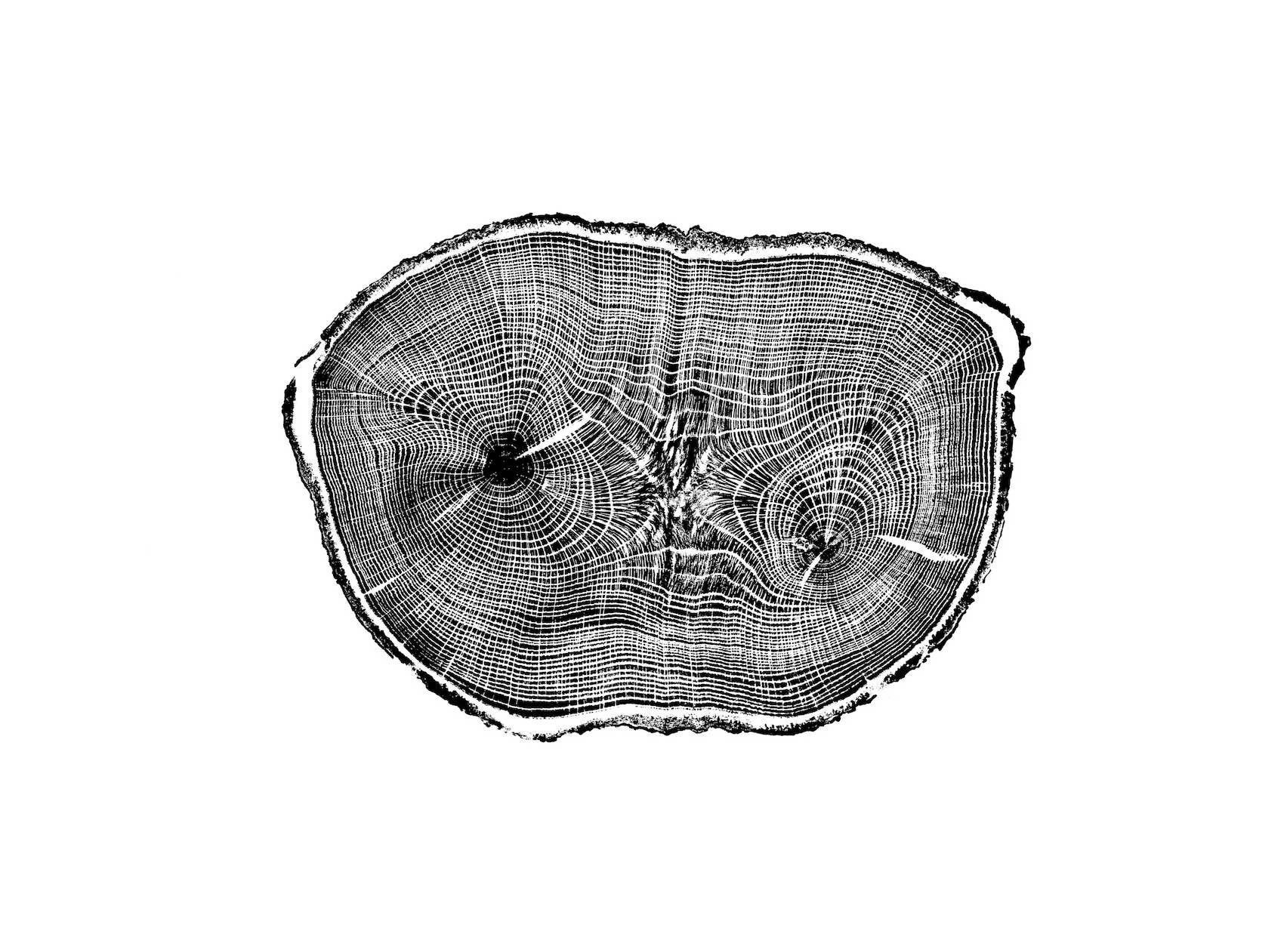 Timber Wood Prints – wholesale Konsttryck – Röd Ek (Block 47), 18"x24" oinramad1