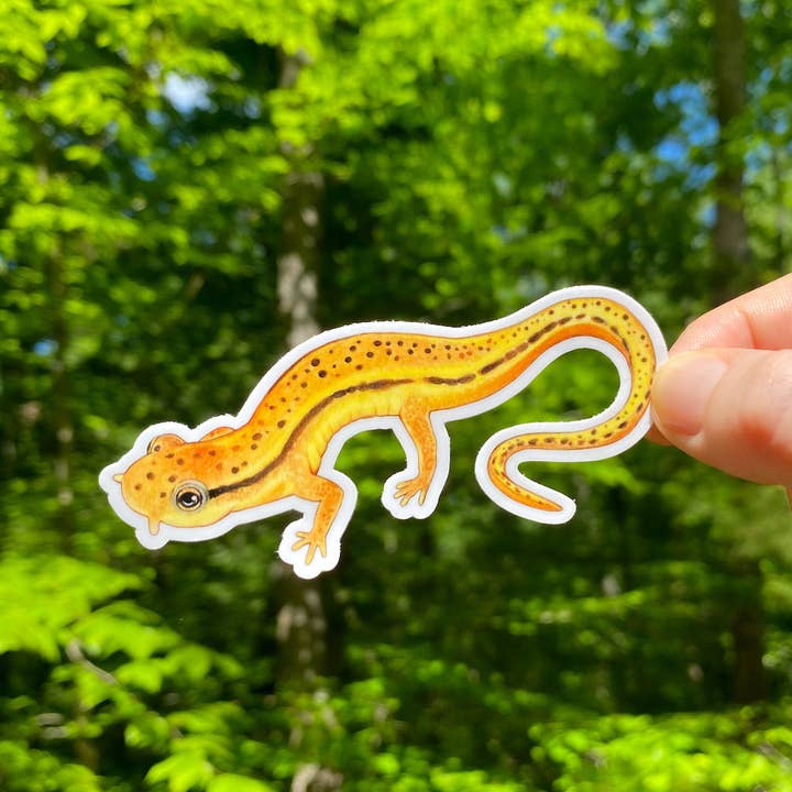 Allison Stoiser Art - Wholesale Sticker - Blue Ridge Two-lined Salamander Weatherproof Vinyl Sticker