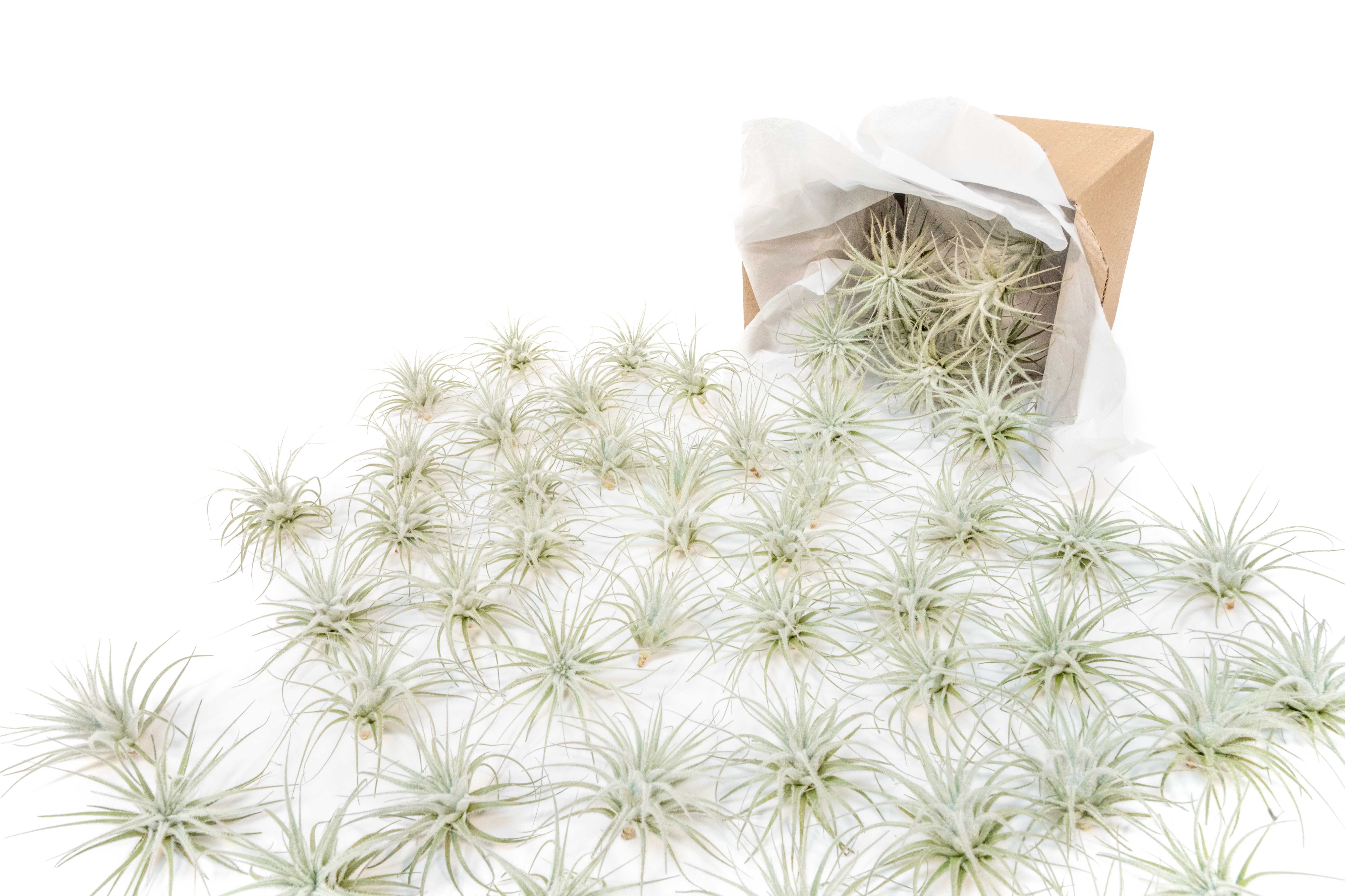 Air Plant Shop - Wholesale Live Plant - Small Tillandsia Tectorum Ecuador Air Plants (24)