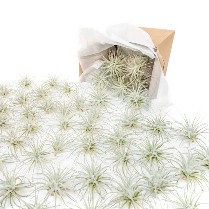 Small Tillandsia Tectorum Ecuador Air Plants (24) for wholesale by Air Plant Shop