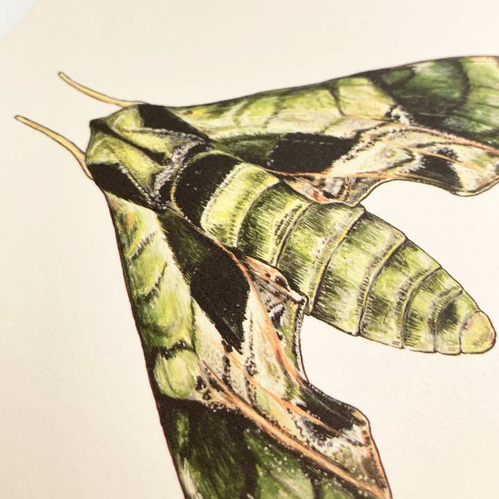 Irene Akio – wholesale Everyday greeting card – Pandora Sphinx Moth Card1