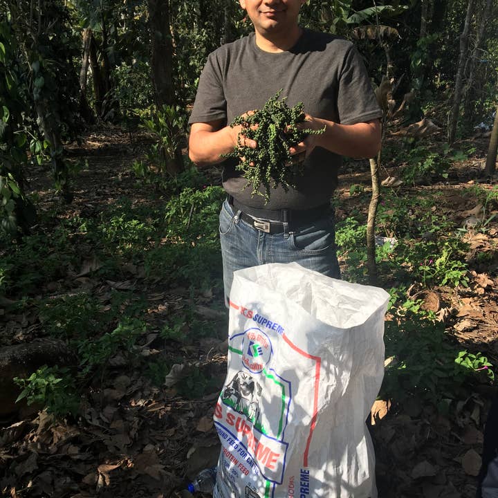 Pure Indian Foods - Wholesale Pepper/Peppercorns - Tellicherry Special Extra Bold Peppercorns, Organic7