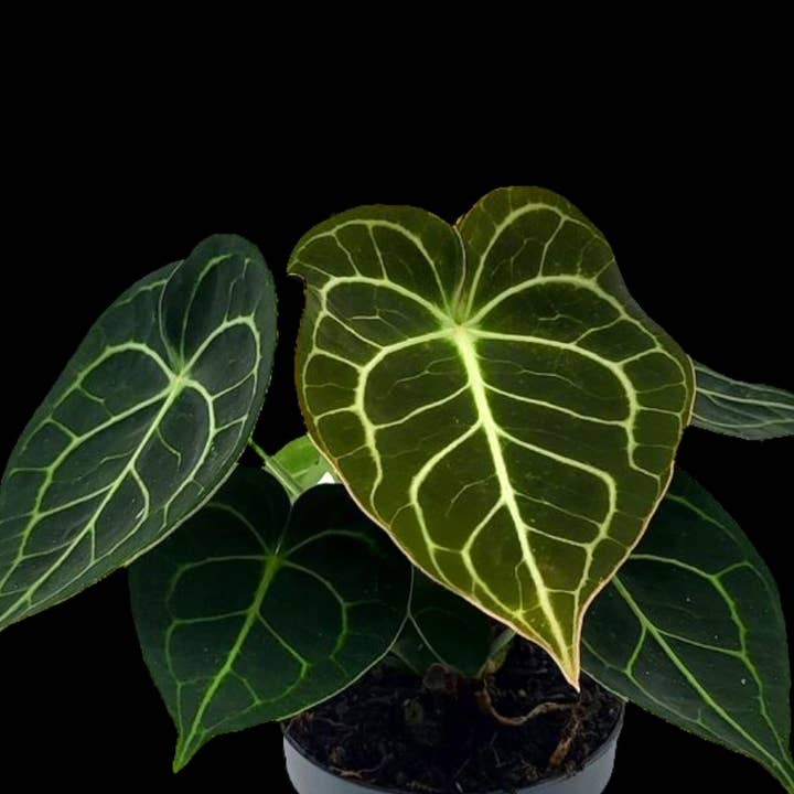 Anthurium Clarinevium ‘Dark Form’ and other Purchase Wholesale traumschloss bettwasche. Free Returns & Net 60 Terms on Faire trending on Faire.