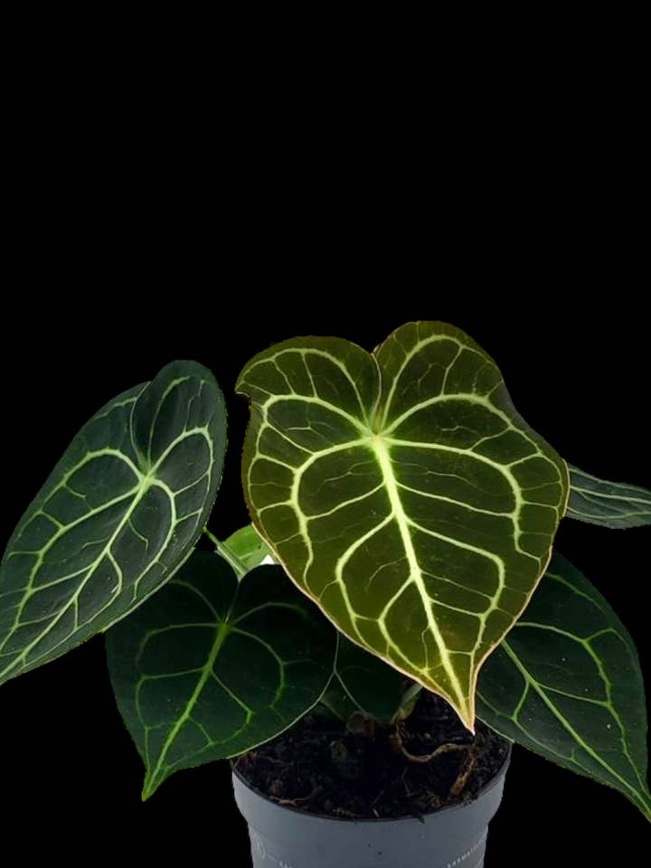 Anthurium Clarinevium ‘Dark Form’ for wholesale by Plant Vault