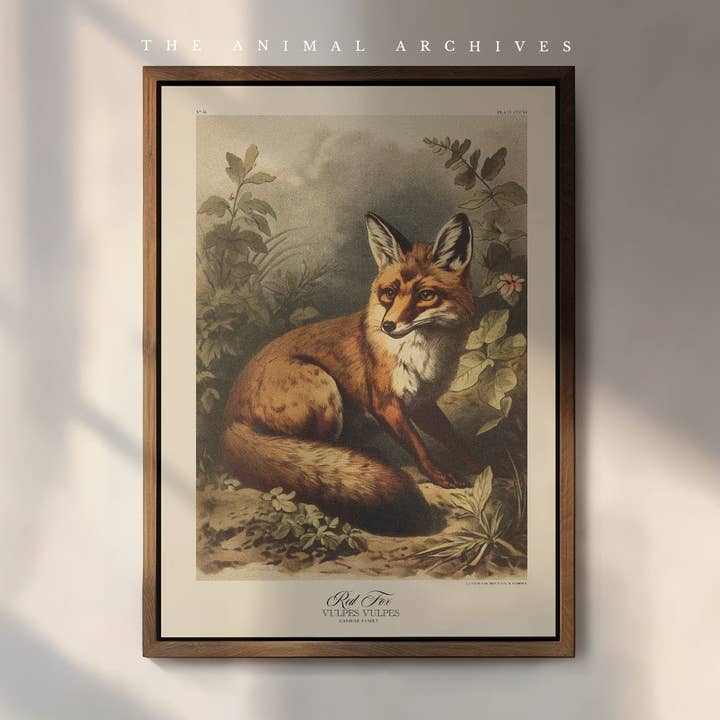 The Red Fox Naturalist, Antique Vintage Style Print for wholesale by The Poet and The Piper