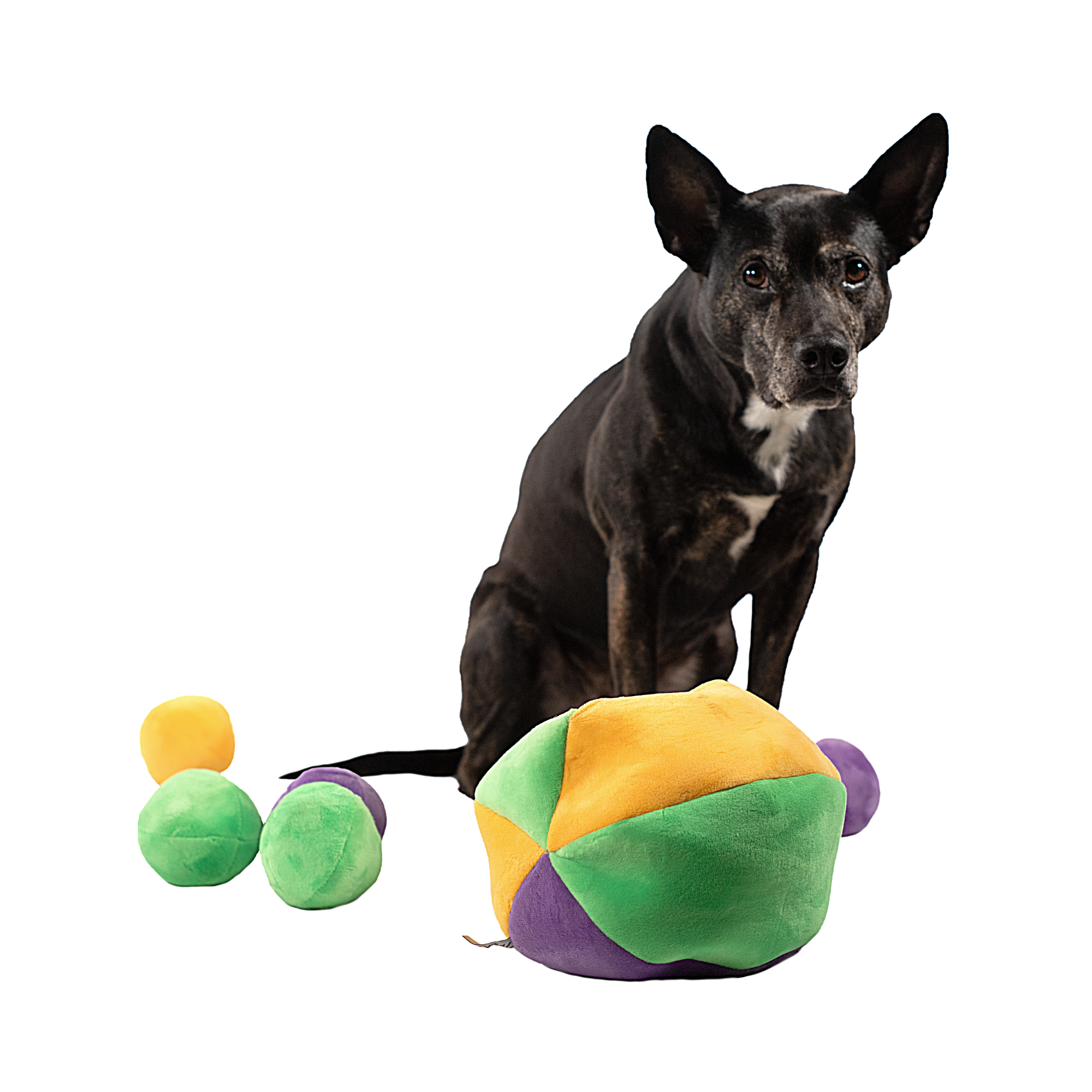 Midlee Designs - Wholesale Speeltje - Hond - Midlee Hide a Ball Dog puzzel speelgoed met pluche pieperballen2