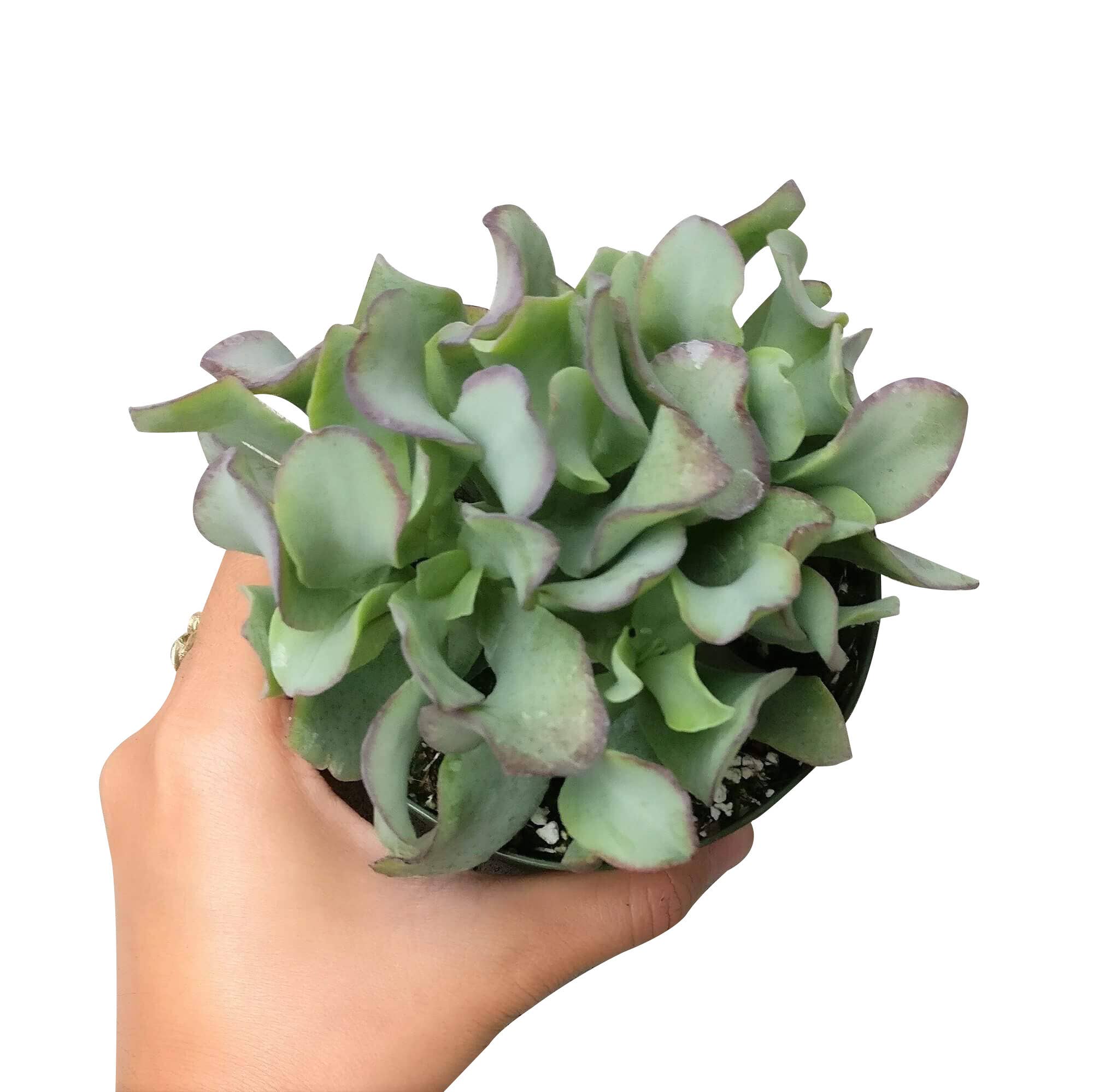 Best Plant Friend - Wholesale Succulent - Crassula Ruffle Jade Crassula undulatifolia in 2in/4in Pot3
