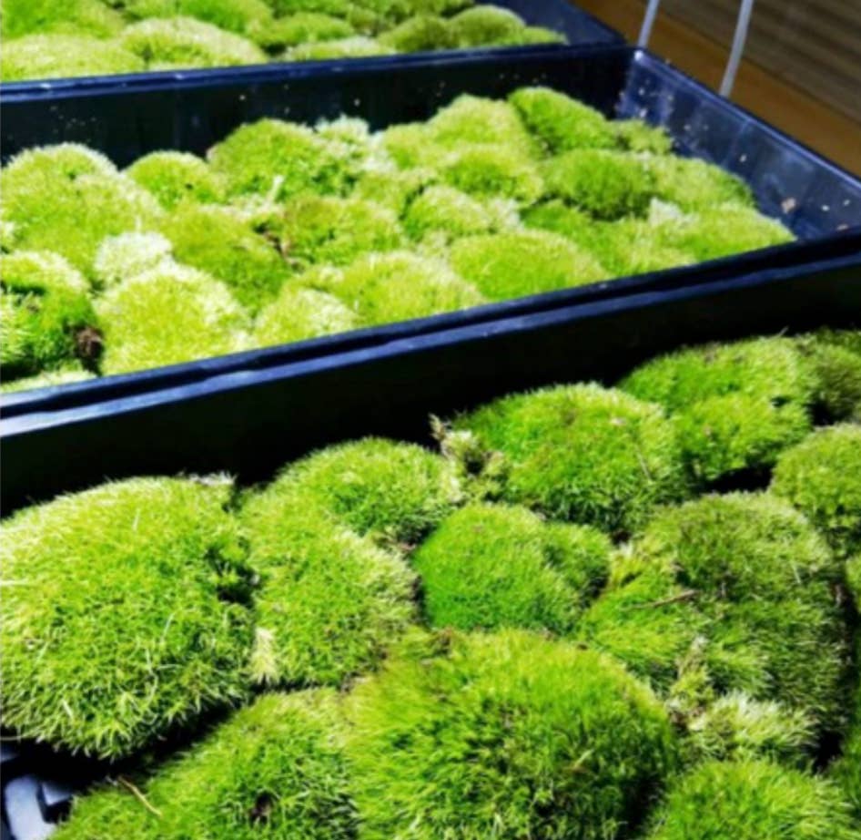 Moss wholesale - Wholesale Retailer Display - Home & Living - 1m2 cushion moss, pin cushion moss, pillow moss Leucobryum g