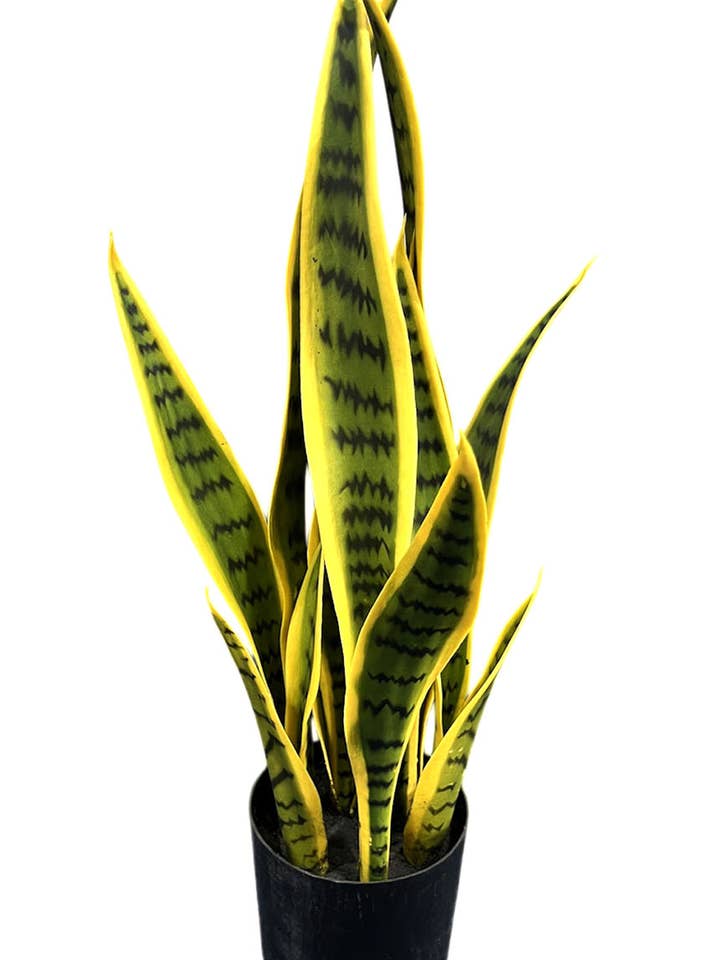 Sanseveria Pflanze X12, 55 cm für den Großhandel von Aguilar Málaga