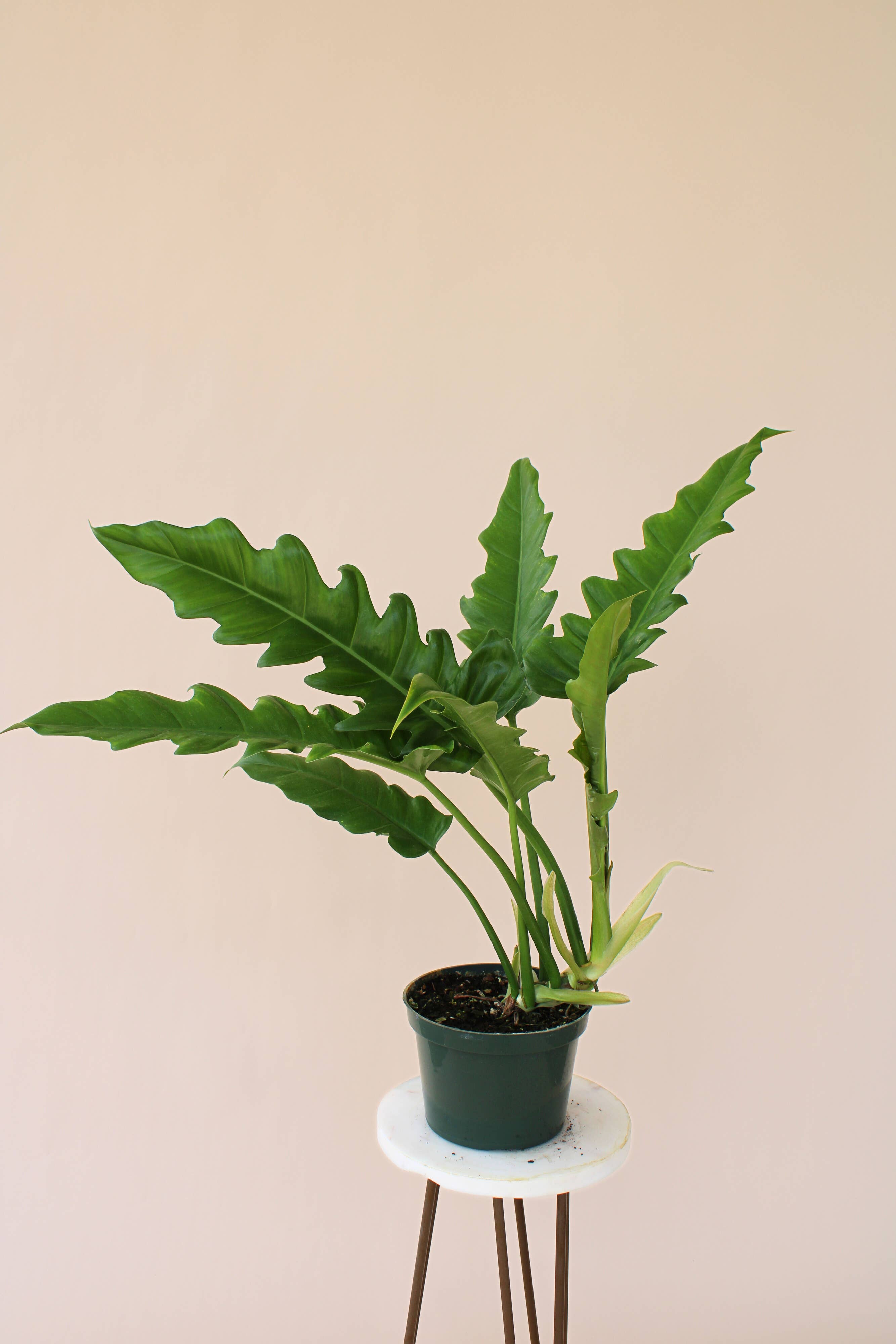 Hidden Valley Ranch & Nursery Inc - Wholesale Live Plant - 6" Jungle Boogie Philodendron1