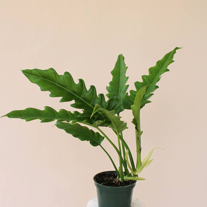 Hidden Valley Ranch & Nursery Inc - Wholesale Live Plant - 6" Jungle Boogie Philodendron1