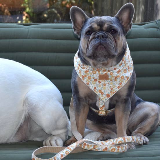 Finnegan’s Standard Goods – Großhandel Haustier-Bandana – Hund – Halstuch mit Butterblumen-Blumenmuster