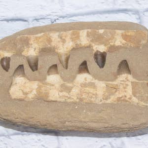 Cold River Mining - Wholesale Decorative Tabletop Object - LARGE MOSASAURS JAW WITH 8 TEETH IN MATRIX2