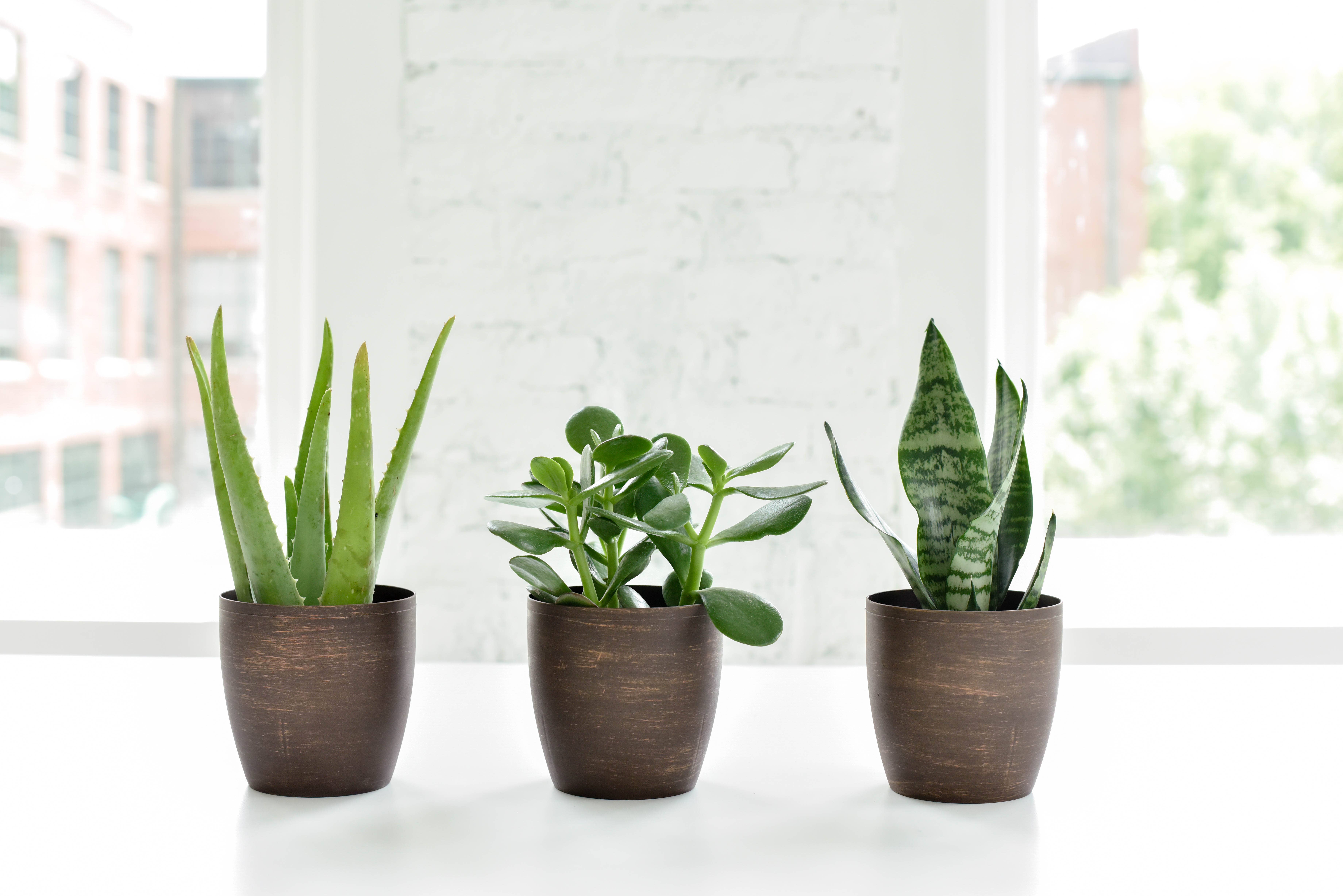 Thorsen's Greenhouse - Wholesale Succulent - Jade Succulent Plant - Live Plant5