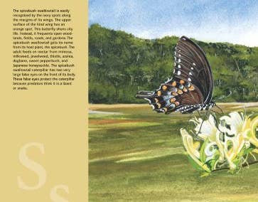 Sleeping Bear Press - Wholesale Book - Kids - M is for Magnolia: A Mississippi Alphabet Book4