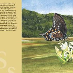 Sleeping Bear Press - Wholesale Book - Kids - M is for Magnolia: A Mississippi Alphabet Book4