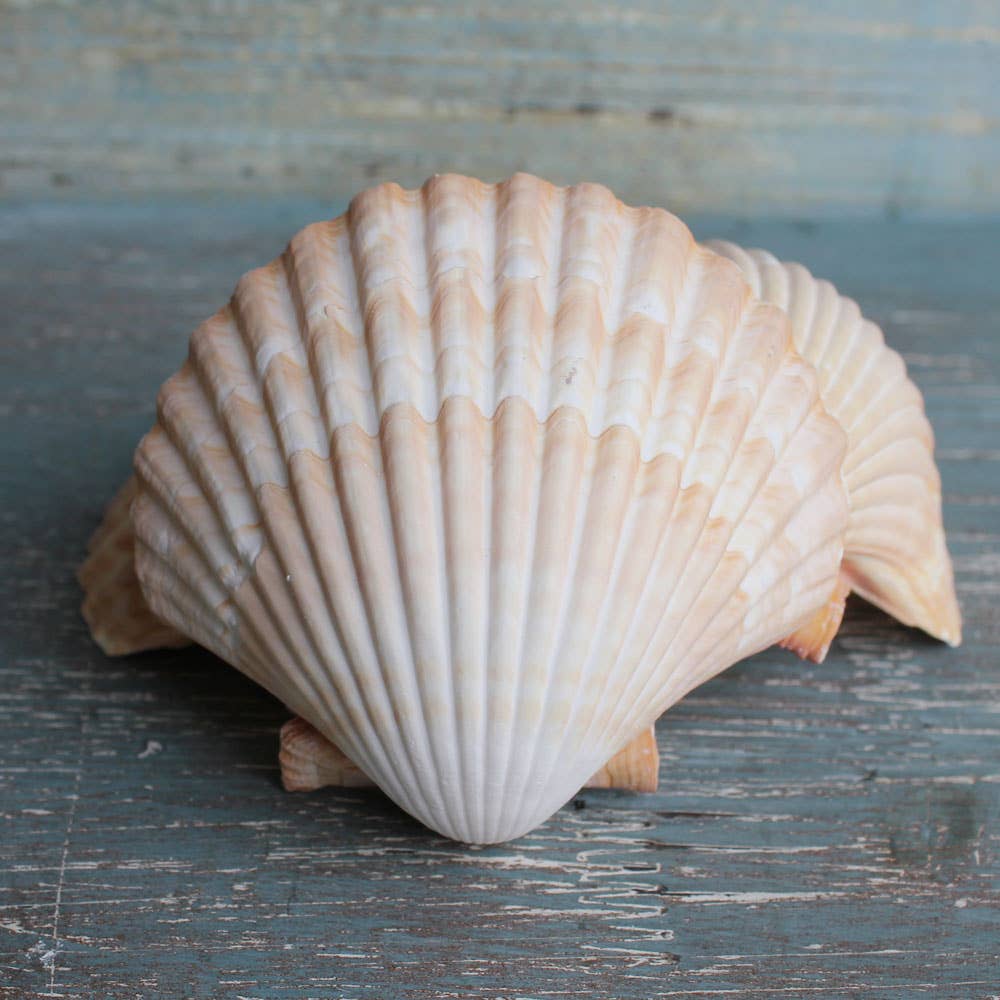 California Seashell Company - Wholesale Decorative Tabletop Object - Yellow Cup Scallop Seashells 3.5"1