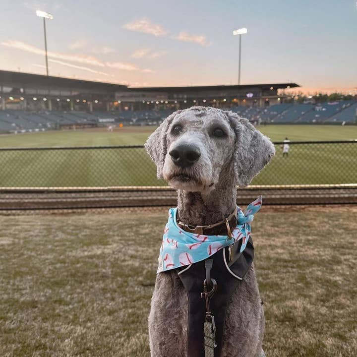 The Paws - Wholesale Pet Bandana - Dog - Home Run Dog Bandana