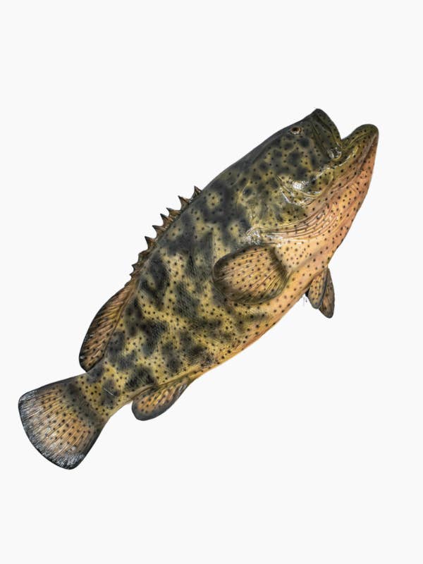 Mur de Mérou Goliath 73,62'' (1,87 m) pour la vente par Bluewave Fish Mounts