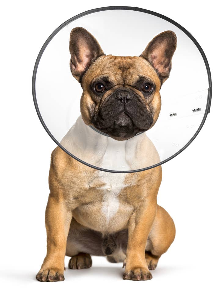 E-Clear - Plastic E-Collar for wholesale by ZENPET